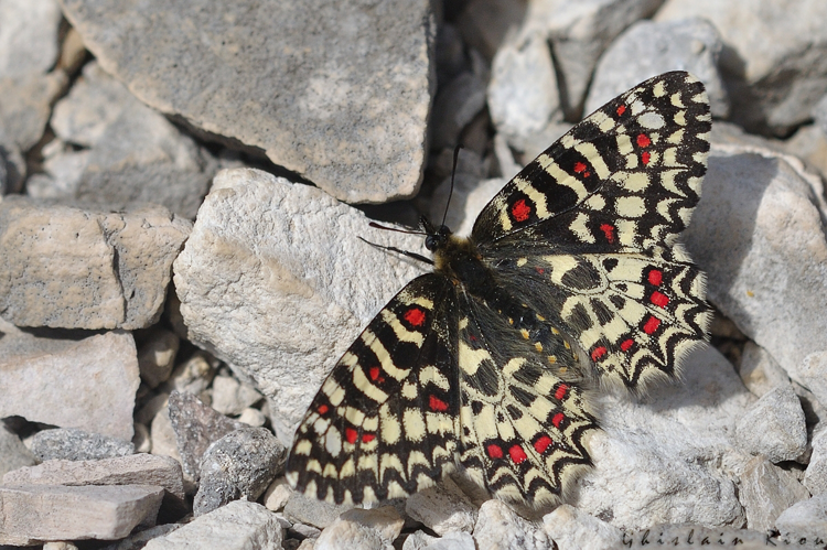 Proserpine &copy; Ghislain Riou