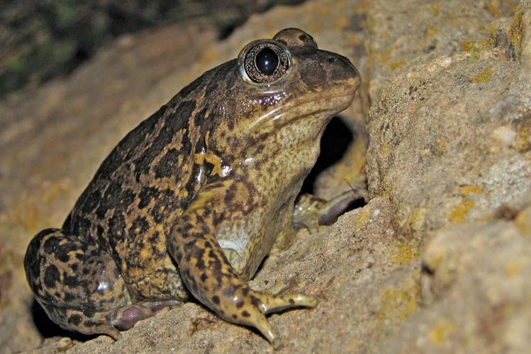 Pelobate cultripède - Pelobates cultripes - Aveyron &copy; Claudine Delmas
