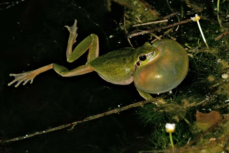 Hyla meridionalis, mâle en train de chanter, sac vocal gonflé (Ariège) &copy; Claudine Delmas