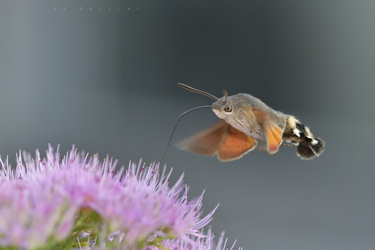 Moro-Sphinx - Macroglossum stellatarum - Bagnères-de-Bigorre &copy; Gilles Pottier