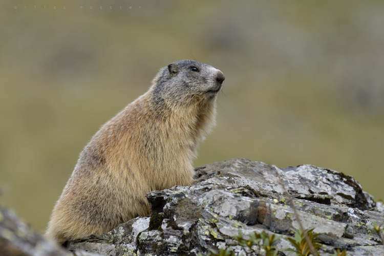 Marmotte - Marmota marmota - Massif de l'Arbizon. &copy; Gilles Pottier