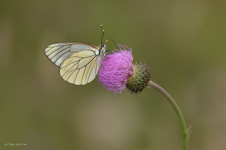 Gazé - Aporia crataegi - Limogne-en-Quercy (Lot) &copy; Gilles Pottier