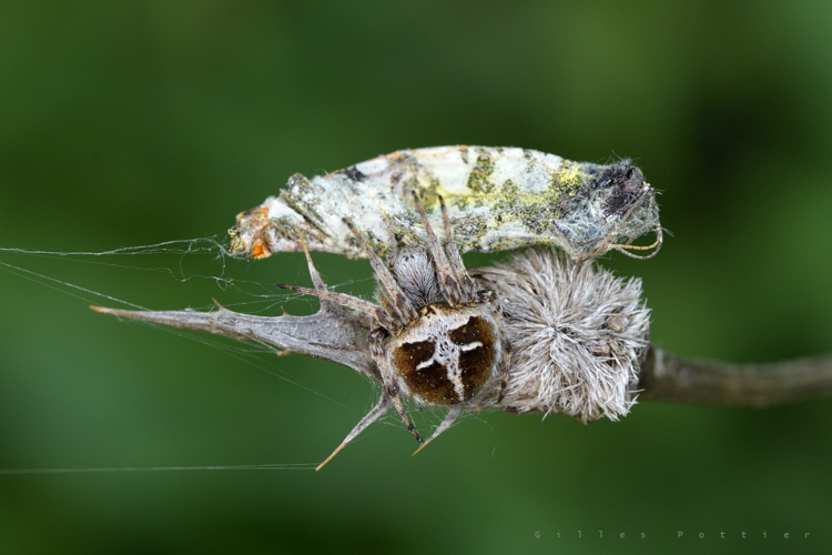 Épeire de velours et sa proie - Agalenatea redii &copy; Gilles Pottier