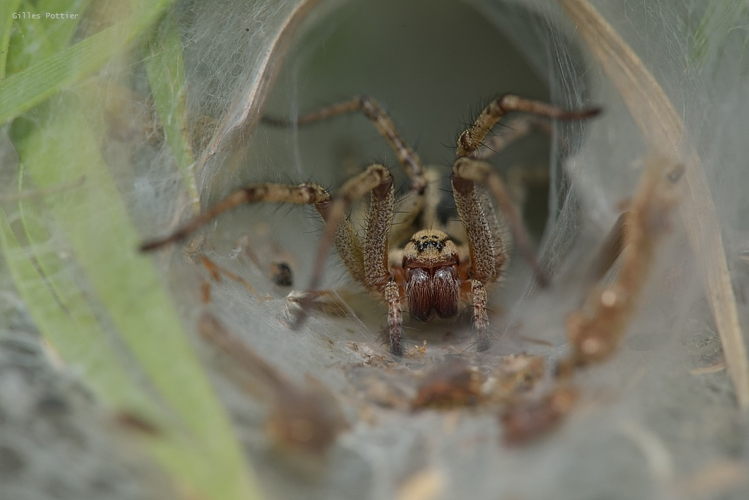 Agélène à labyrinthe - Agelena labyrinthica - Germs-sur-l'Oussouet &copy; Gilles Pottier