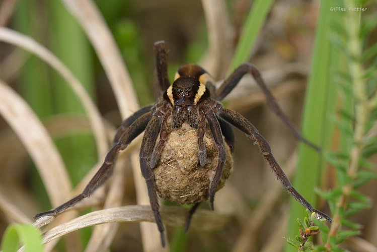 Femelle adulte de Dolomède des marais et son cocon d'œufs - Dolomedes fimbriatus - (Escala, plateau de Lannemezan) &copy; Gilles Pottier