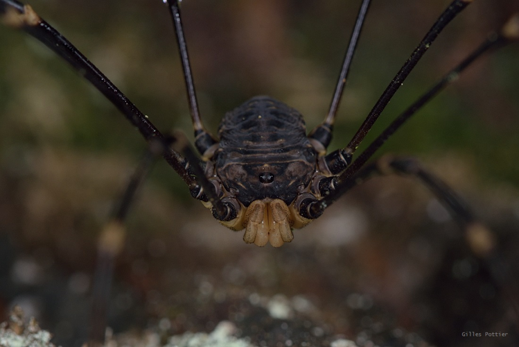 Gyas titanus - Germs-sur-l'Oussouet &copy; Gilles Pottier