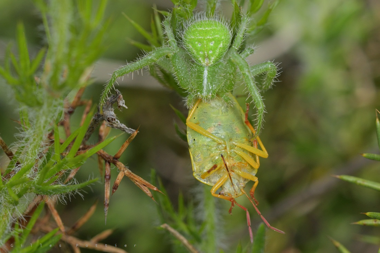 Femelle d'Heriaeus hirtus - Causse Noir &copy; Gilles Pottier