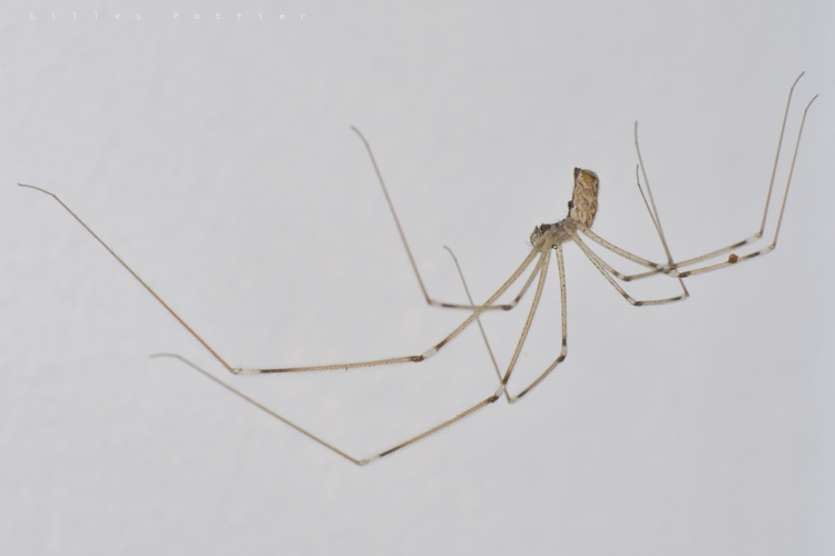 Pholque de Pluche - Holocnemus pluchei - Bagnères-de-Bigorre &copy; Gilles Pottier