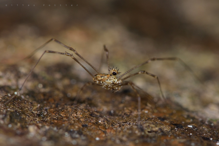 Megabunus diadema - Vallée de Lesponne &copy; Gilles Pottier