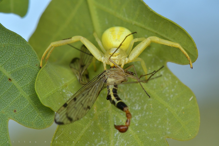 Femelle de Misumena vatia - (Labatut) &copy; Gilles Pottier