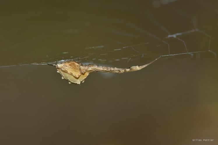 Uloborus walckenaerius - Valroufié (Lot) &copy; Gilles Pottier