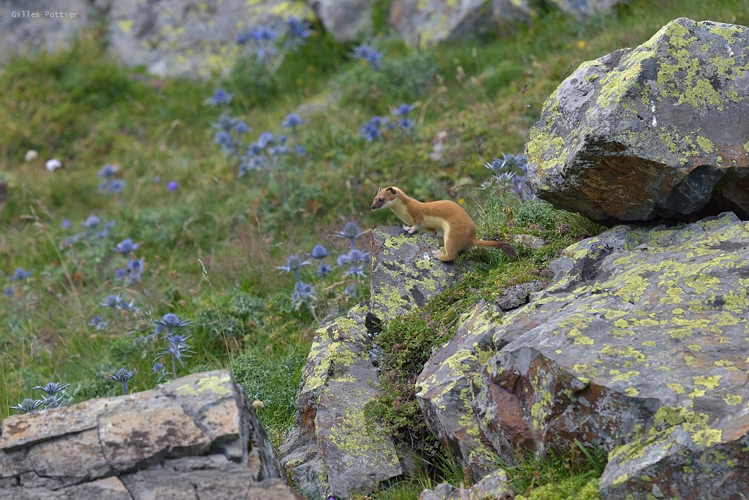 Hermine - Mustela erminea - vallon d'Anglas (Béarn) &copy; Gilles Pottier