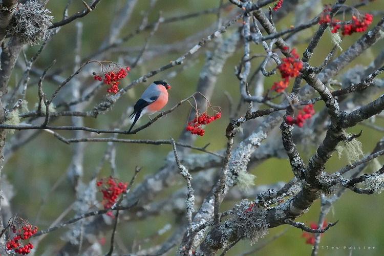 Bouvreuil pivoine - Pyrrhula pyrrhula &copy; Gilles Pottier