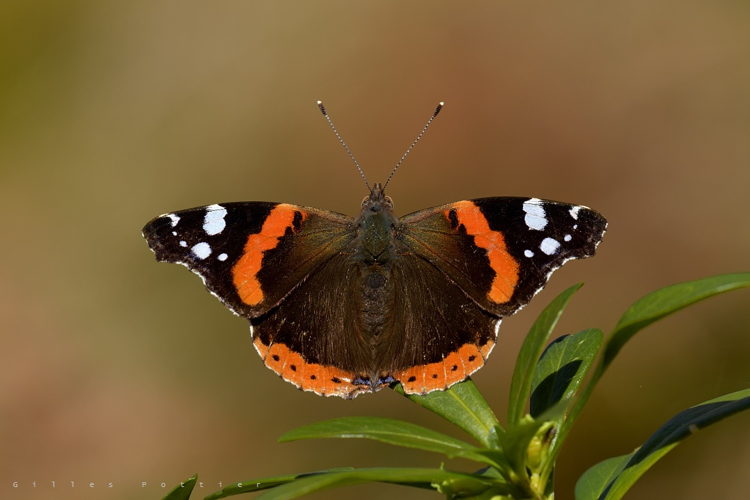 Vulcain - Vanessa atalanta - Campan &copy; Gilles Pottier