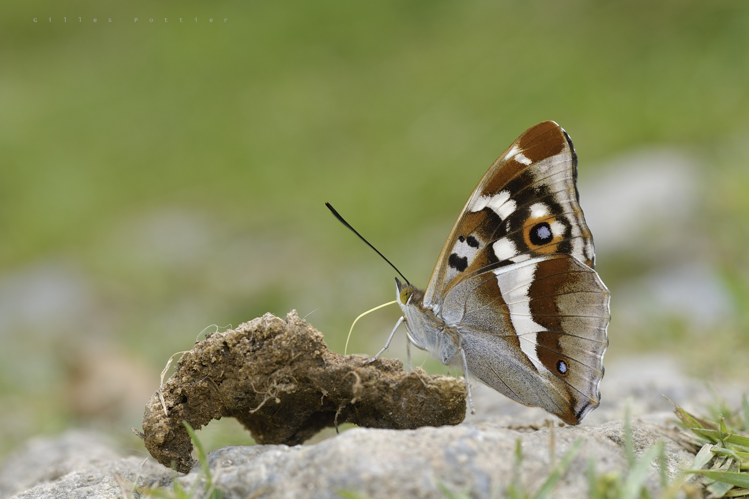 Grand mars changeant - Apatura iris - Haute vallée de Lesponne &copy; Gilles Pottier