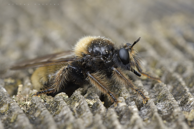 Laphria flava, femelle déposant sa ponte dans une souche de Sapin pectiné (massif du Signal de Bassia) &copy; Gilles Pottier