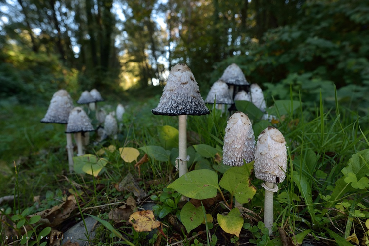 Coprin chevelu  - Coprinus comatus - Ripisylve de l'Adour (Bernac-Debat) &copy; Gilles Pottier