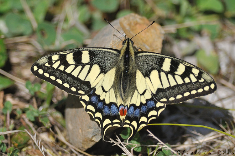Machaon &copy; Ghislain Riou