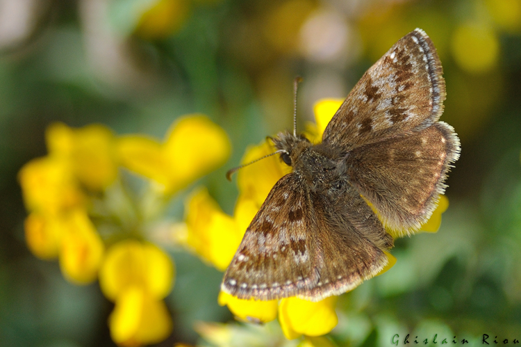 Point de Hongrie &copy; Ghislain Riou