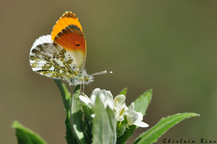 Aurore &copy; Ghislain Riou