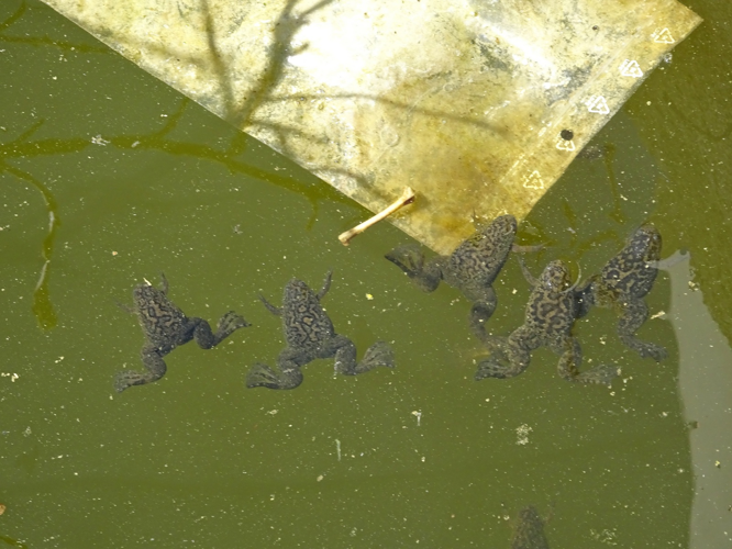 Xénope lisse - Xenopus laevis - Toulouse (31) &copy; Lucile Puech