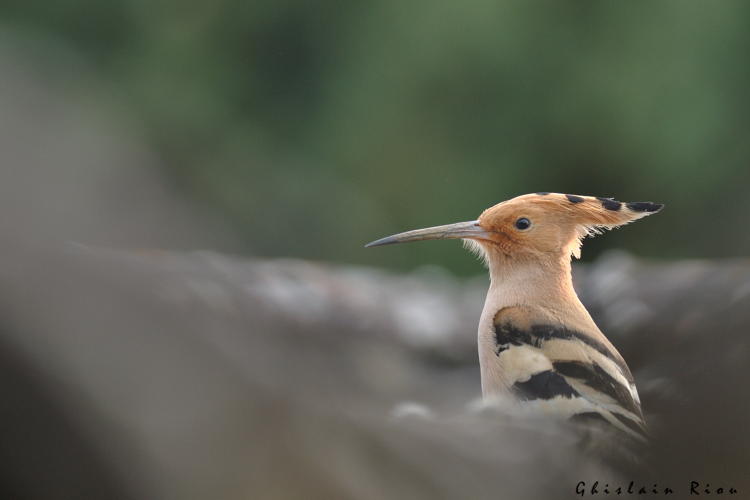Huppe fasciée, 15 avril 2019, St-Antonin (32) &copy; Ghislain Riou