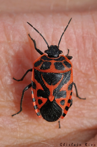 Eurydema ventralis, Launaguet 31 &copy; Ghislain Riou