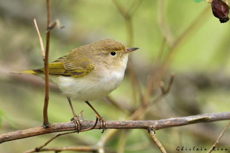 Pouillot de Bonelli, 23 avril 2019, Cugnaux (31) &copy; Ghislain Riou