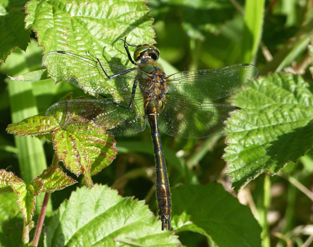 Cordulia aenea &copy; Pierre Grisvard