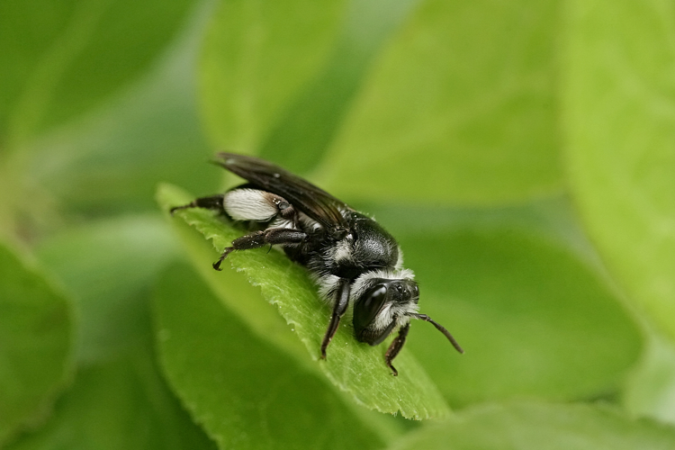 Andrena agilissima - Ordan Larroque (Gers) &copy; Laurent Barthe