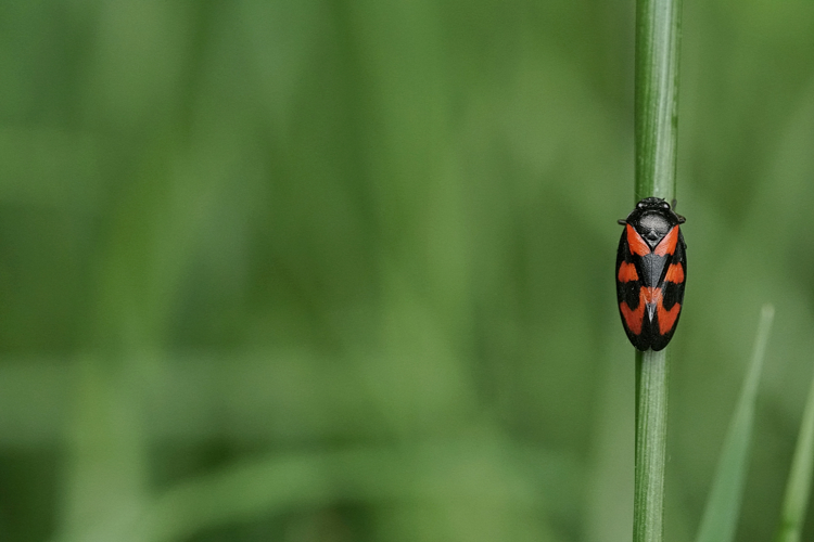 Cercopis vulnerata - Ordan-Larroque (Gers) &copy; Laurent Barthe
