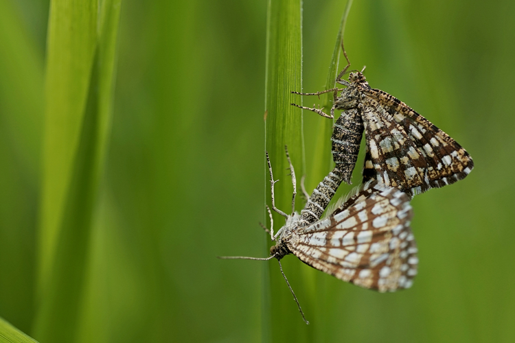 Chiasmia clathrata - Le réseau - Ordan-Larroque (Gers) &copy; Laurent Barthe
