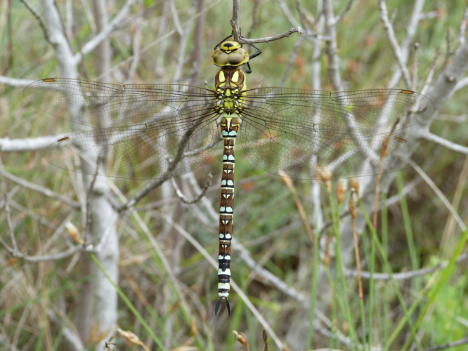 Aeschne bleue - Aeshna cyanea &copy; Pierre Grisvard