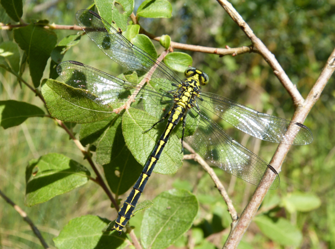 Gomphe de Graslin - Gomphe à cercoïdes fourchus &copy; Pierre Grisvard