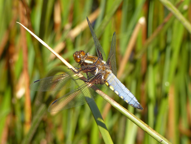 Libellule déprimée - Libellula depressa &copy; Pierre Grisvard