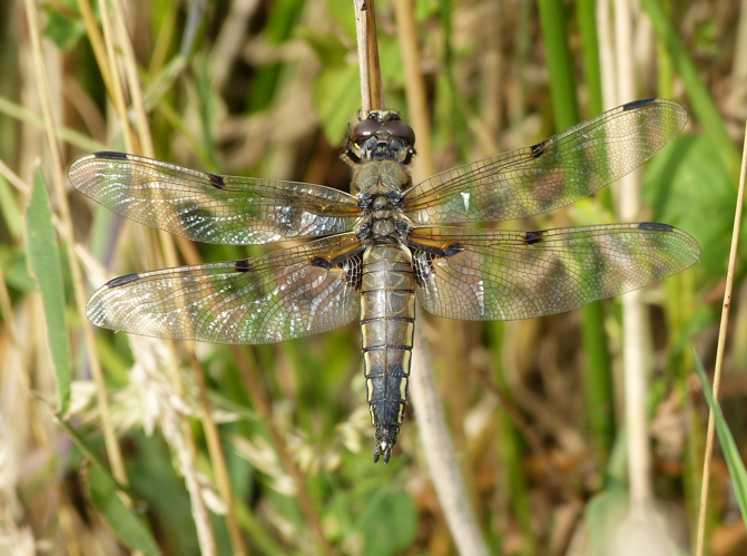 Libellule à quatre taches (mâle) -  Libellula quadrimaculata &copy; Pierre Grisvard