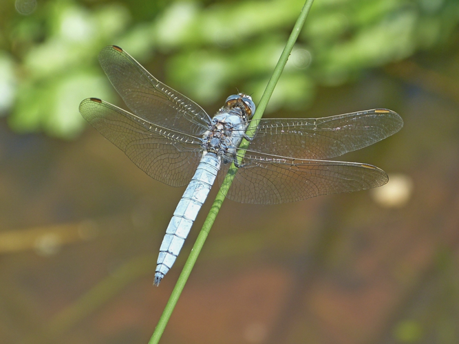 Orthétrum brun - Orthetrum brunneum &copy; Pierre Grisvard