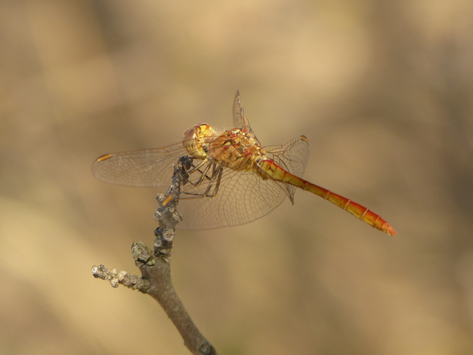 Sympétrum méridional - Sympetrum meridionale &copy; Pierre Grisvard