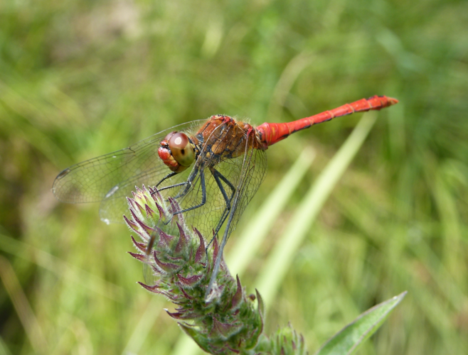 Sympétrum rouge sang - Sympetrum sanguineum &copy; Pierre Grisvard