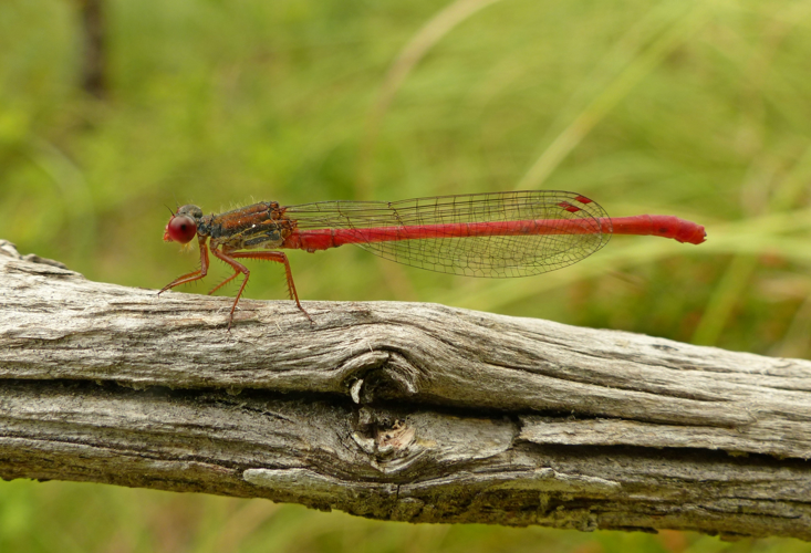 Agrion délicat - Ceriagrion tenellum &copy; Pierre Grisvard