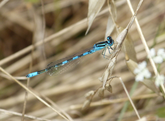 Agrion mignon - Coenagrion scitulum &copy; Pierre Grisvard