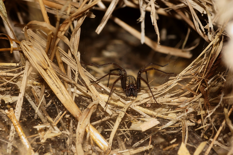 Tegenaria gr. atrica - Ordan-Larroque (Gers) &copy; Laurent Barthe