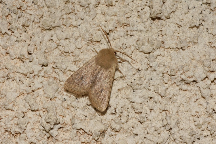 Orthosie farineuse - Orthosia cruda - Ordan-Larroque (Gers) &copy; 