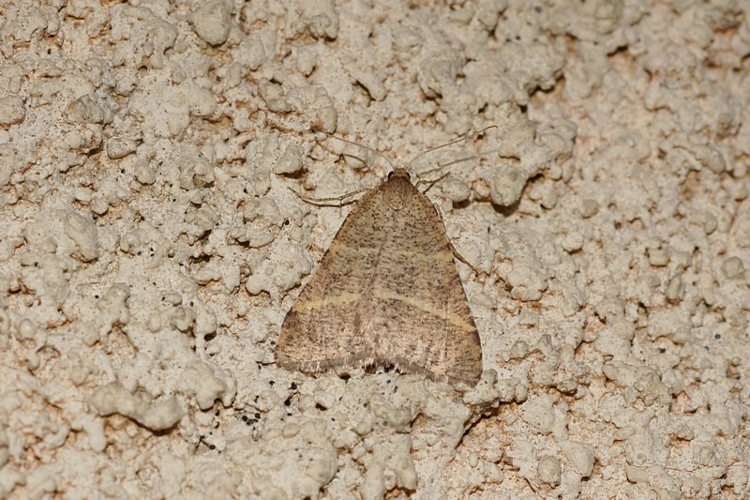 Pétrophore narbonnaise - Perigune narbone - Ordan-Larroque (Gers) &copy; Laurent Barthe