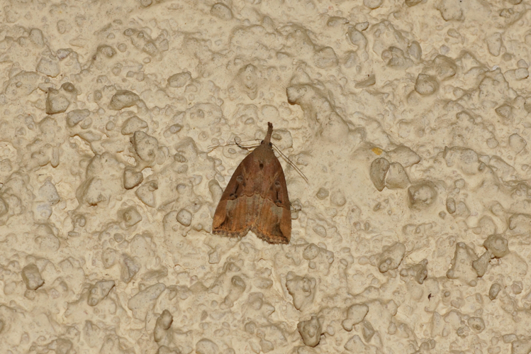 Toupet - Hypena rostralis - Ordan-Larroque &copy; Laurent Barthe