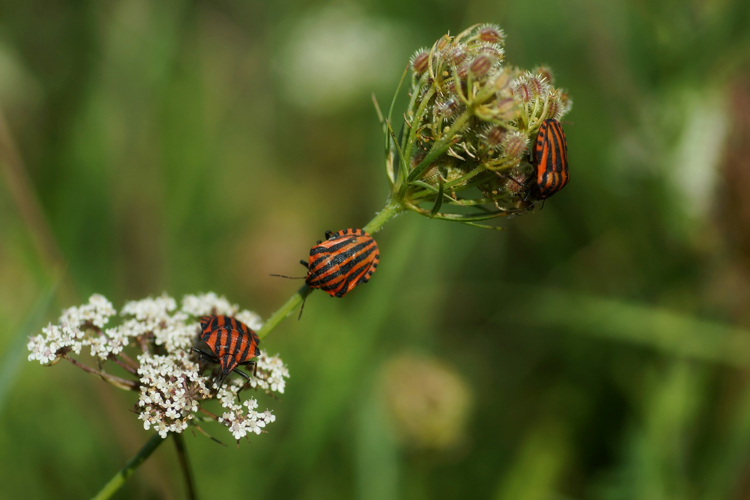Punaise arlequin - Graphosoma italicum - Ordan-Larroque (Gers) &copy; Laurent Barthe