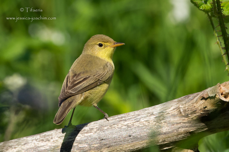 Hypolaïs polyglotte - Hippolais polyglotta &copy; Jessica Joachim