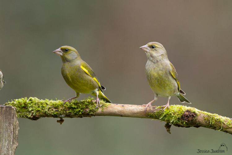 Verdier d'Europe - Carduelis chloris &copy; Jessica Joachim