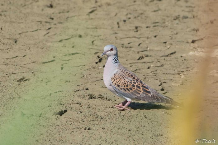 Tourterelle des bois - Streptopelia turtur &copy; Jessica Joachim
