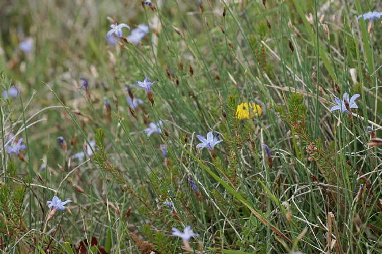 Aphyllanthe de Montpellier- Aphyllanthes monspeliensis - Pavie (Gers) &copy; Laurent Barthe